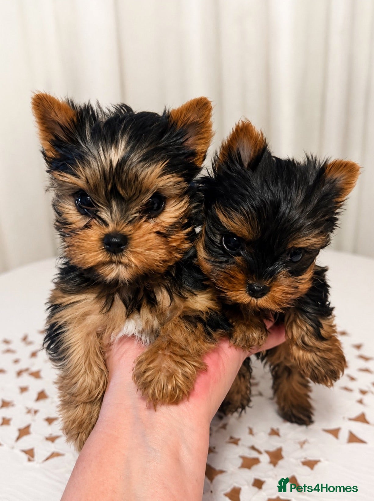 Yorkshire Terrier dogs Yorkshire Terrier Puppies - Advert 2