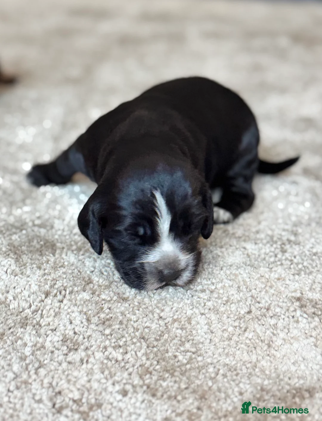 Cocker Spaniel dogs for sale: Cocker spaniel puppies - Advert 3