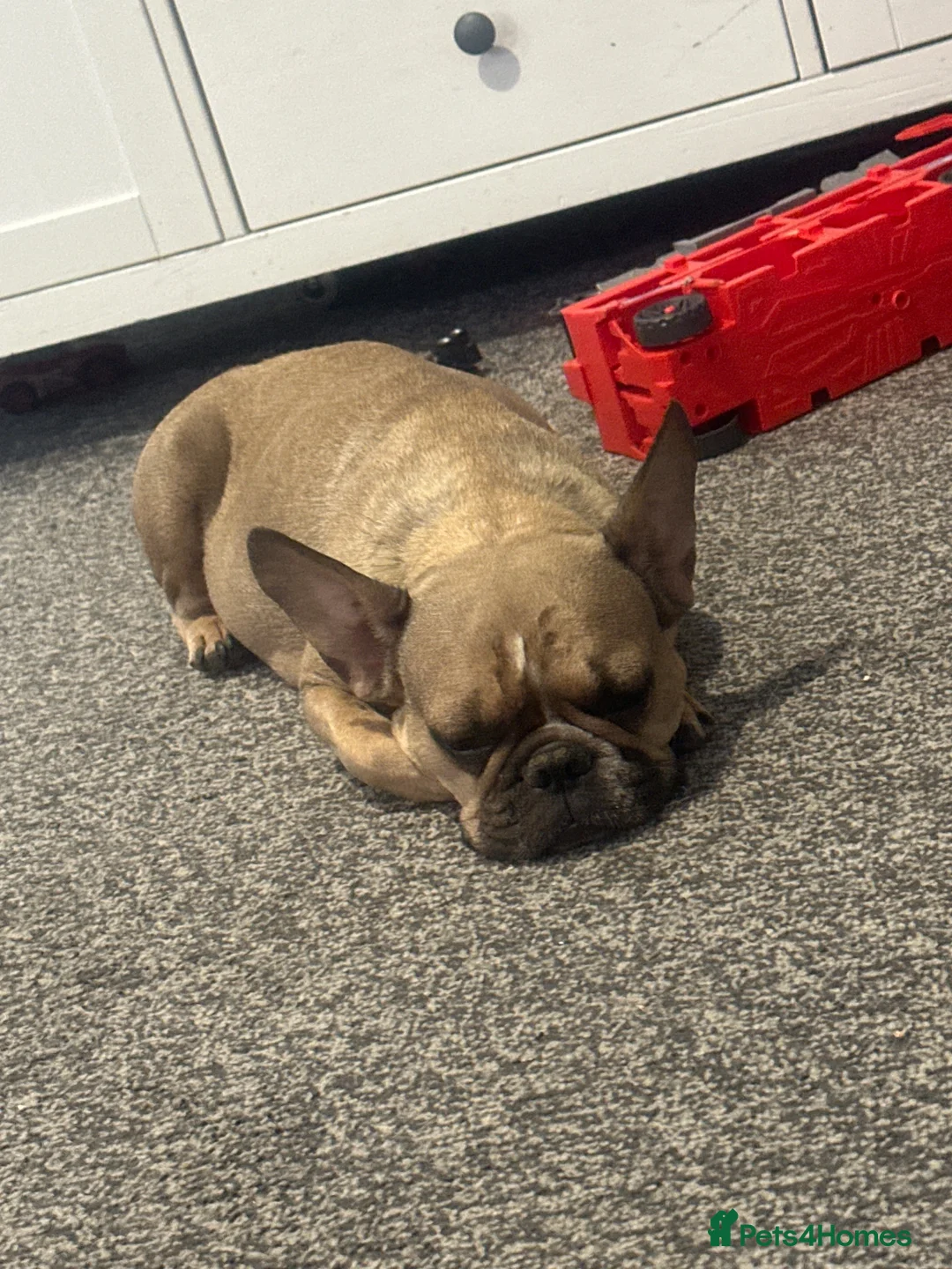 French Bulldog dogs for sale: French bulldog puppies  in Doncaster - Advert 3