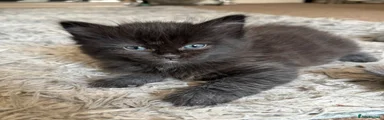 Ragcoon 3