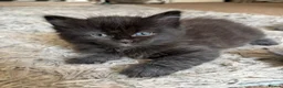 Ragcoon cats for sale: Ragcoon  - Advert 5