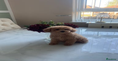 Toy Poodle dogs - Advert 1
