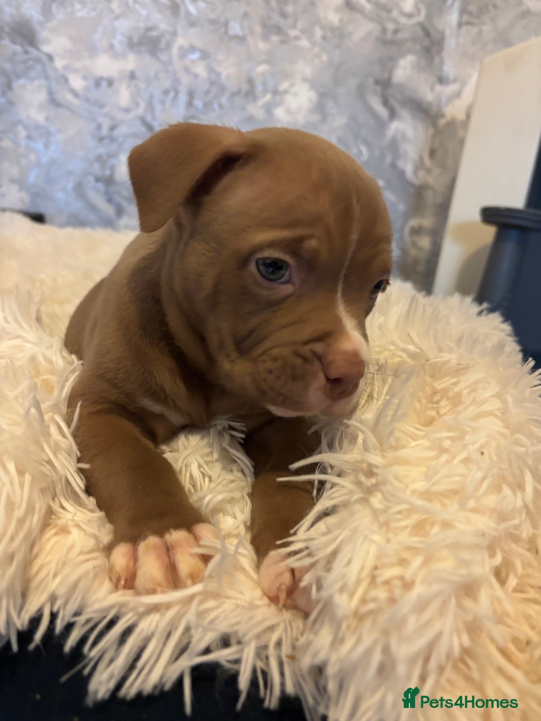 American Bully dogs for sale: Pocket bully puppies - Advert 22