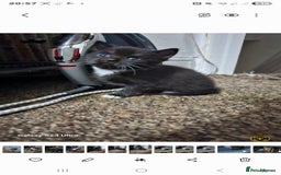 Bengal cats for sale: Bengala - Image 3