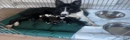 Border Collie dogs for sale: Border Collie puppies in Manchester - Advert 10
