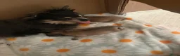 Chihuahua dogs for sale: 🐾💕 TWO BEAUTIFUL LONG-HAIRED CHIHUAHUA - Advert 2