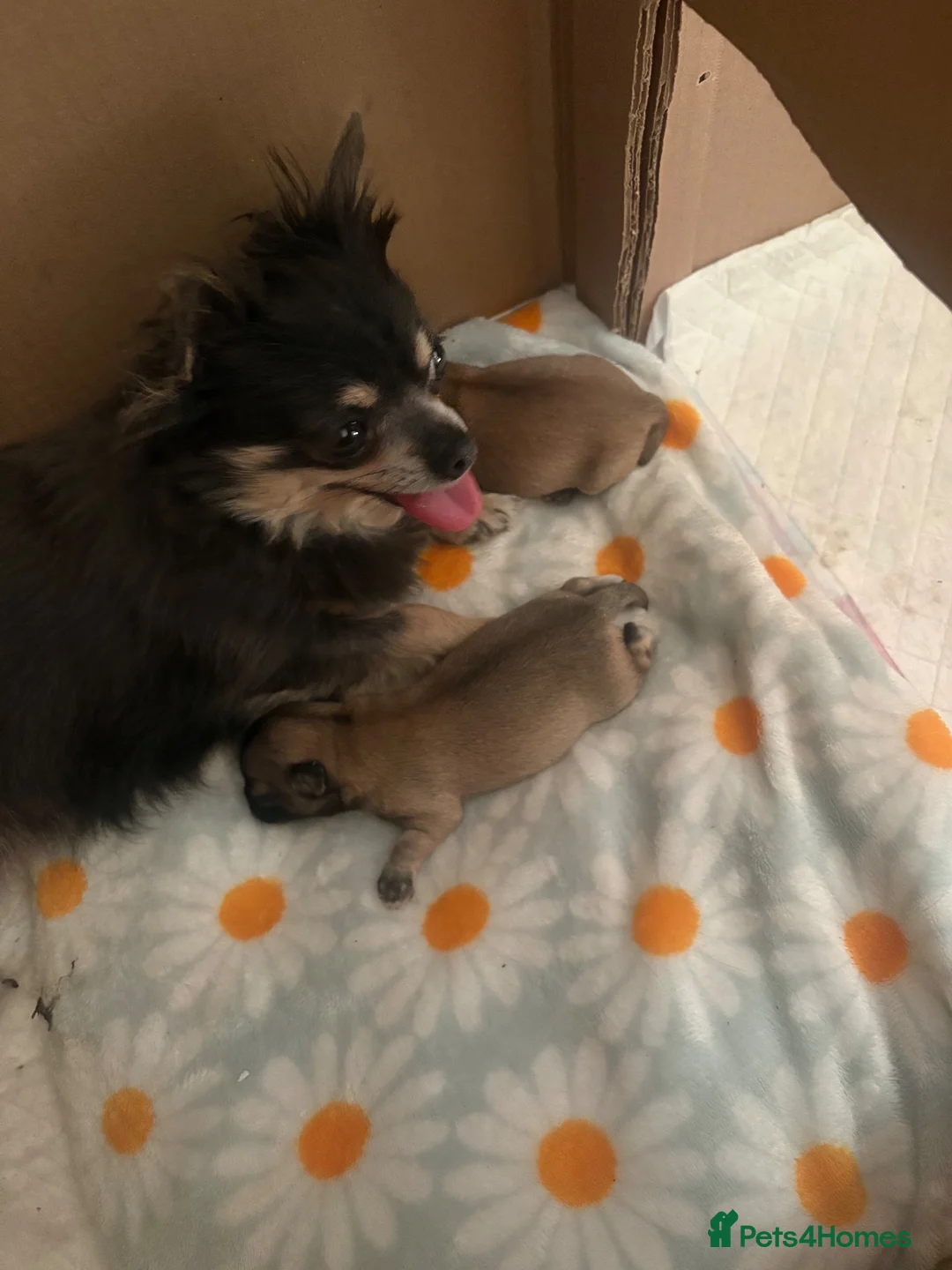 Chihuahua dogs for sale: 🐾💕 TWO BEAUTIFUL LONG-HAIRED CHIHUAHUA - Advert 2