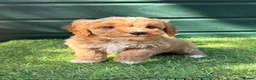 Cockapoo dogs for sale: Gorgeous Toy Cockapoo pups - Advert 2