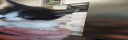 Mixed Breed cats for sale: White kittens  in Ipswich - Advert 4