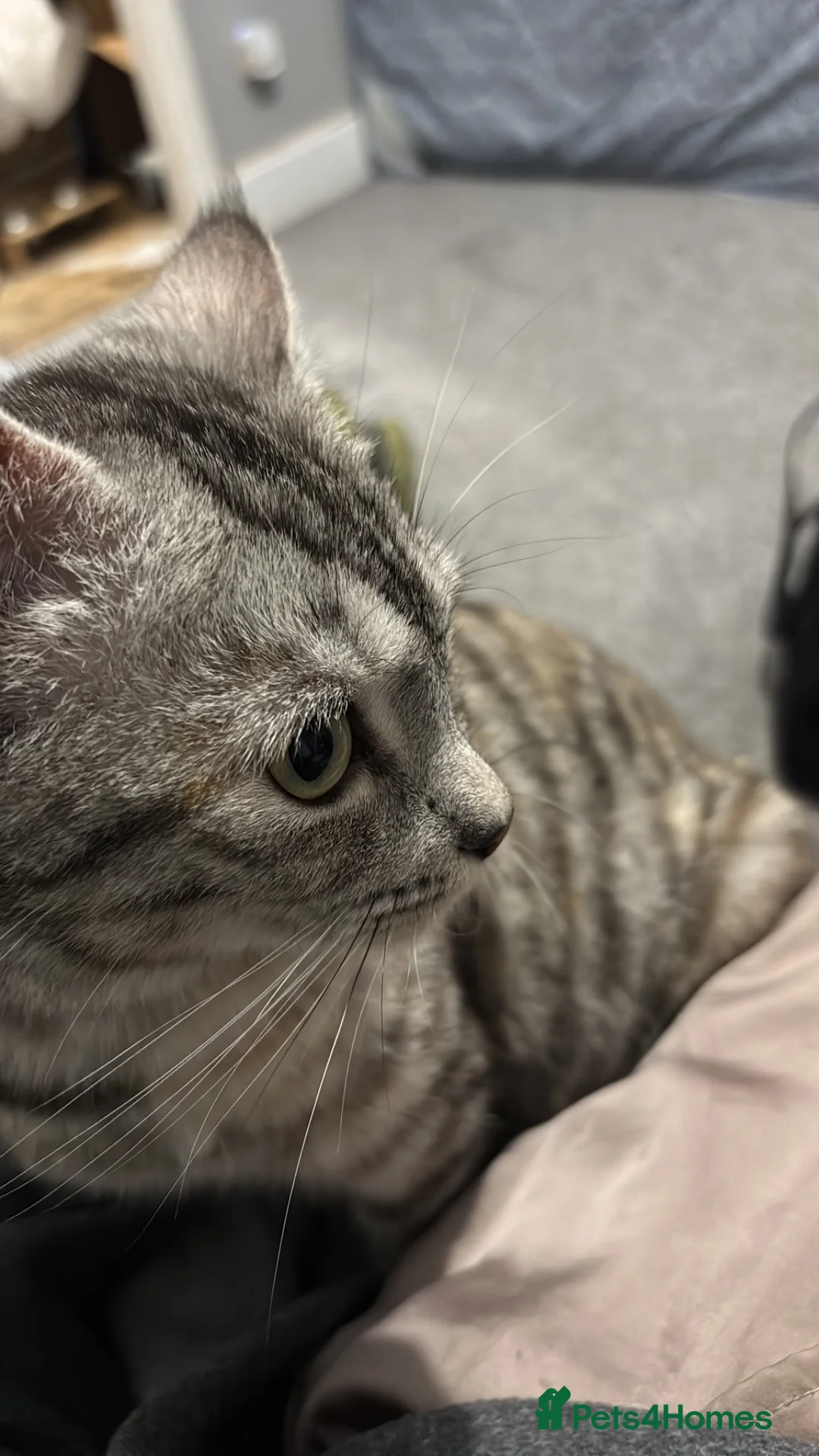American Shorthair cats for sale: Kittens for sale *READY TO LEAVE* - Advert 7