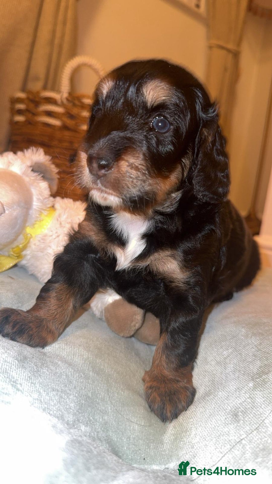 Cockapoo dogs for sale: CHAMPION COCKAPOO - Advert 27