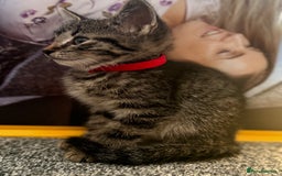 Mixed Breed cats for sale: Bengal cross male kitten 9 weeks old  - Advert 3