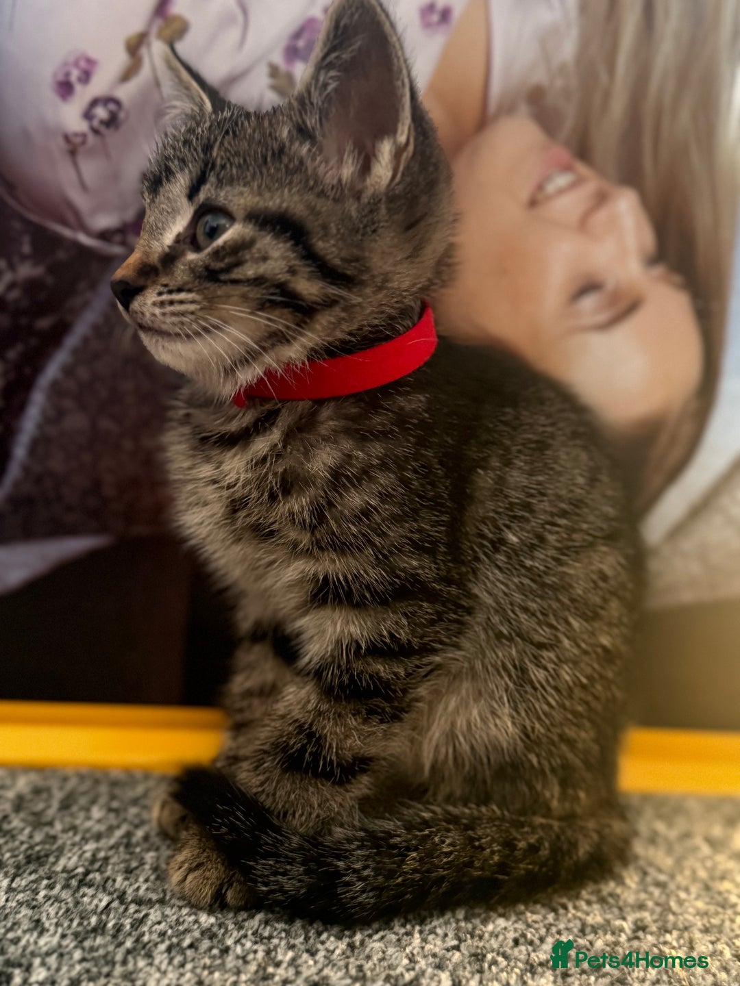 Mixed Breed cats for sale: Bengal cross male kitten 9 weeks old  - Advert 3