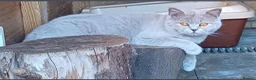 British Shorthair cats for sale: TICA loving Scottish Kittens  - Advert 15