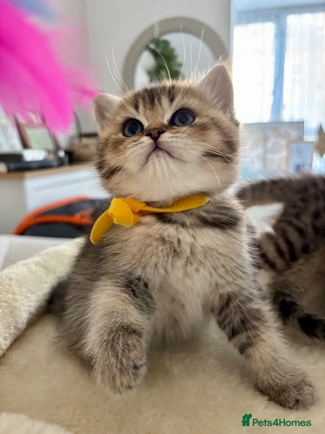 British Shorthair cats for sale: 🏆😍 Irresistible Golden Chinchilla’s Mini BSH🏆😍 - Advert 2