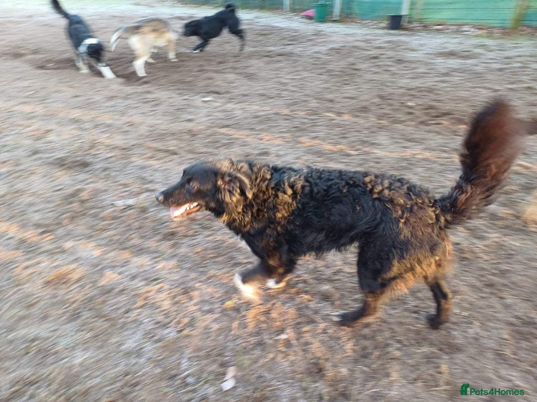 Mixed Breed dogs for adoption: Daisy, a Beautiful Soul - for a Loving Home - Advert 24