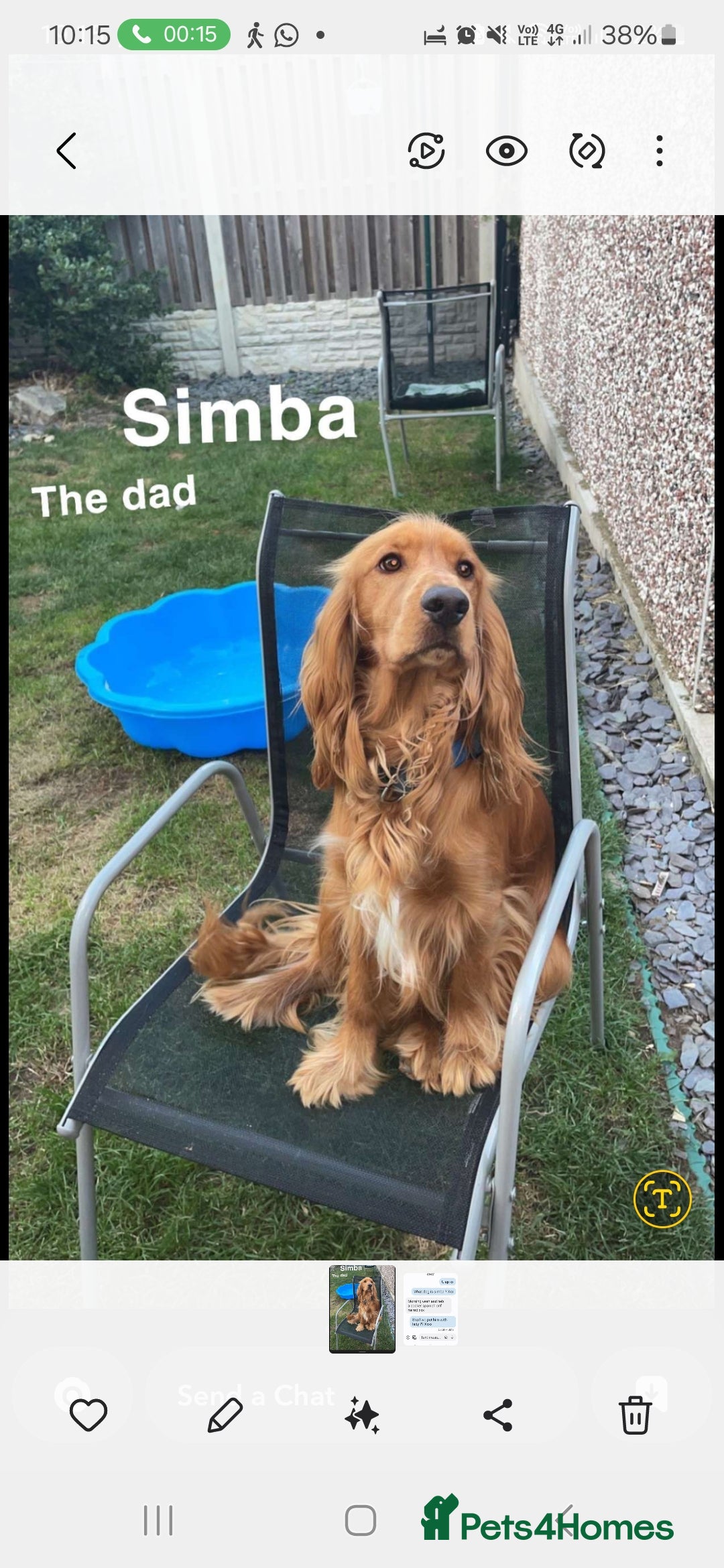 Cockapoo dogs for sale: 6 beautiful F2 cockapoos for sale!    - Advert 9