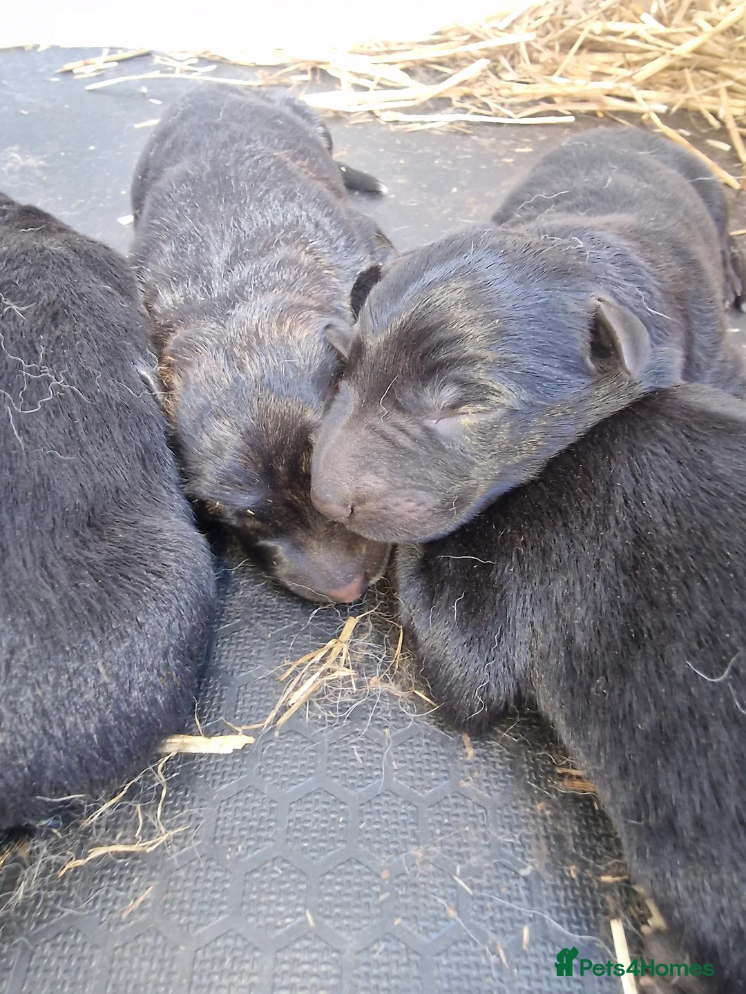 German Shepherd dogs for sale: German shepherd pups - Advert 7