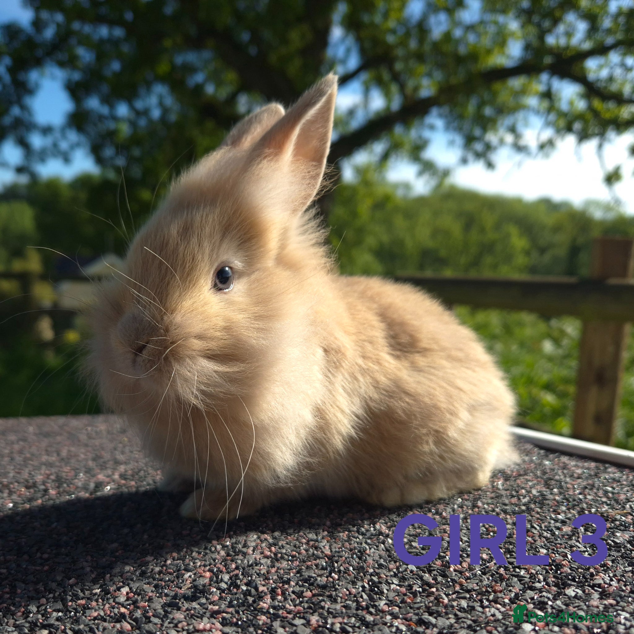 Lionhead rabbits Beautiful lionheads  - Advert 4