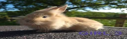 Lionhead rabbits for sale: Beautiful lionheads  - Advert 1