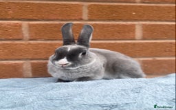 Rex rabbits for sale: Female & male mini rex rabbit kits VIENNA - Image 2