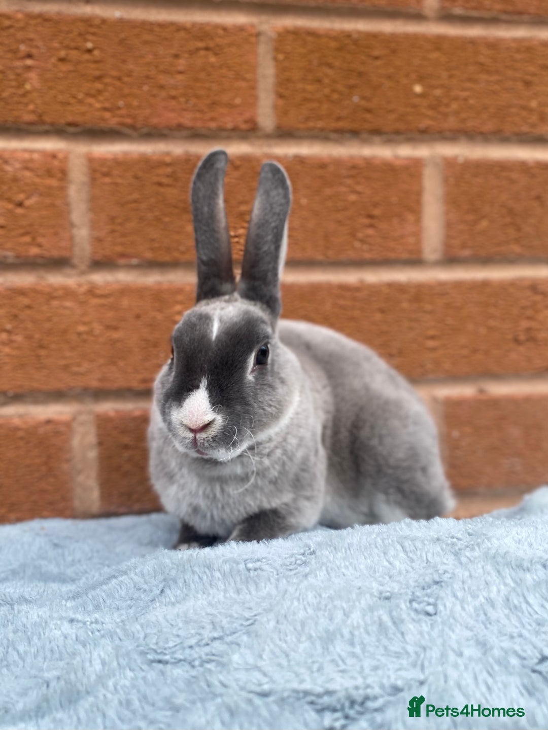 Rex rabbits for sale: Female & male mini rex rabbit kits VIENNA - Image 2