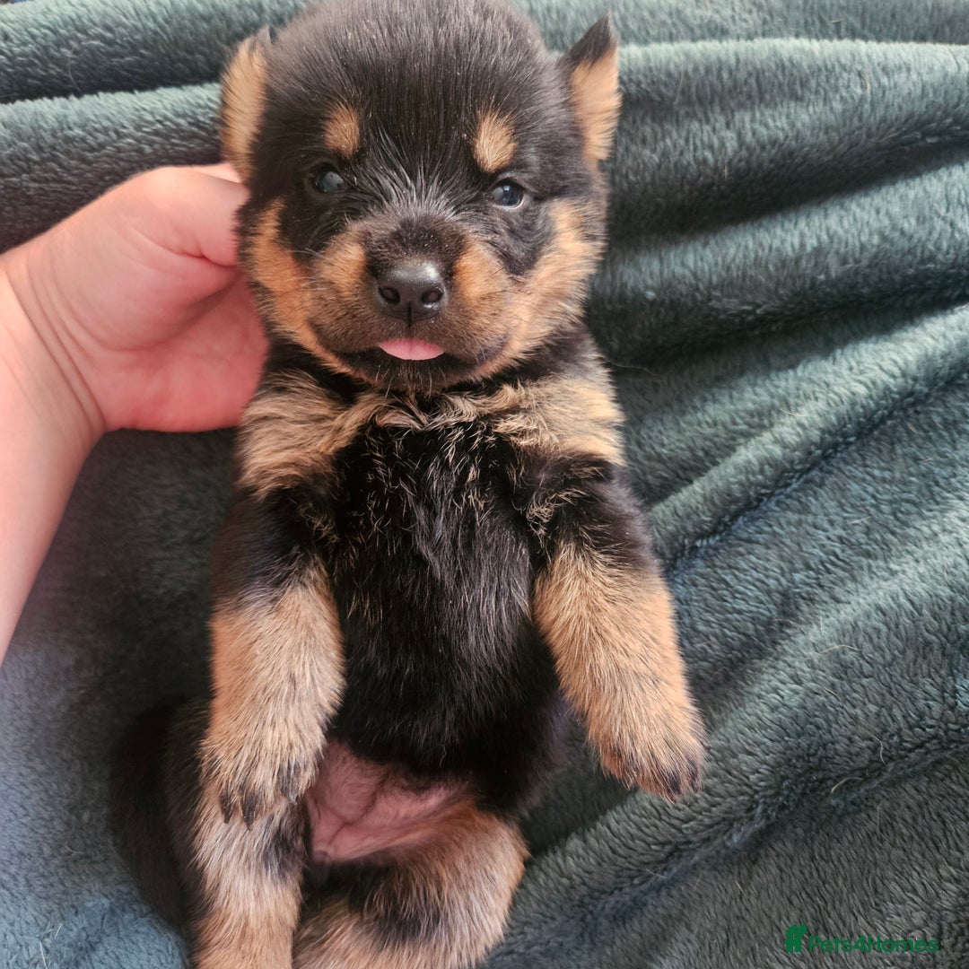 Rottweiler dogs for sale: 12 beautiful puppies  - Image 10