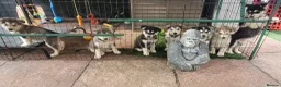 Alaskan Malamute dogs for sale: Pedigree Alaskan malamute puppies  in Sheffield - Advert 3