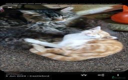 Maine Coon cats for sale: MAINE COON MIX - Image 7