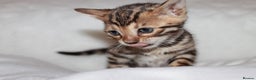 Bengal cats for sale: Pedigree TICA Bengal Kittens - Ready 07/01/26 - Advert 7