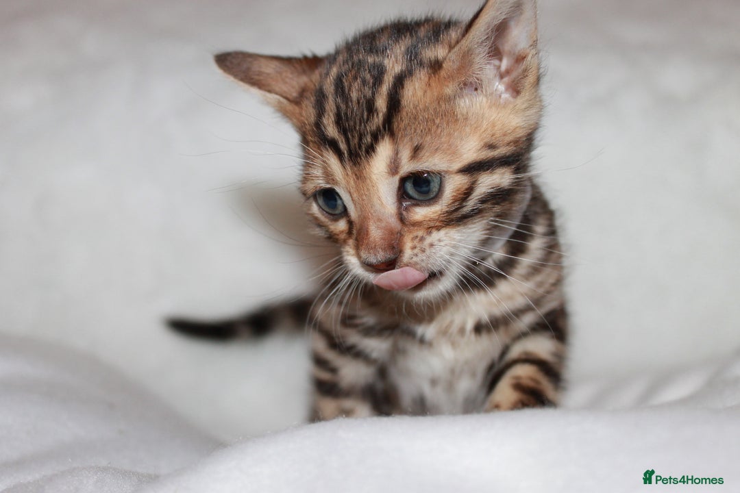 Bengal cats for sale: Pedigree TICA Bengal Kittens - Ready 07/01/26 - Advert 7