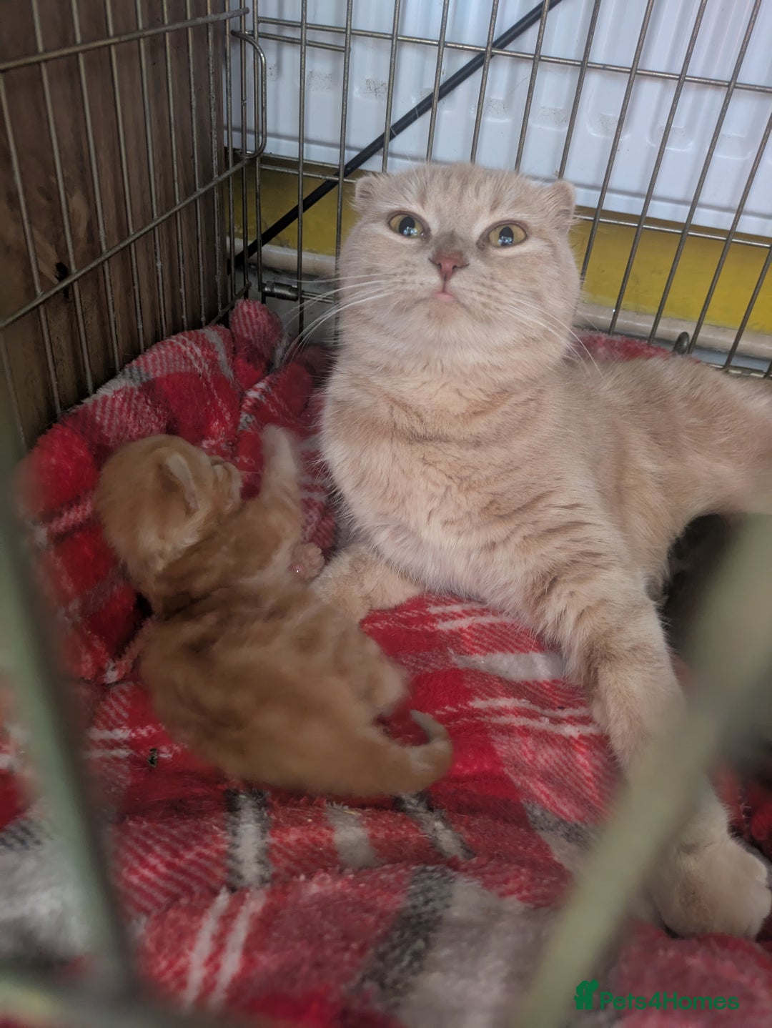Scottish Fold cats for sale: Kittens  - Image 4