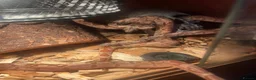 Boa Snake reptiles for sale: Litter of baby boas. in Newport - Advert 5