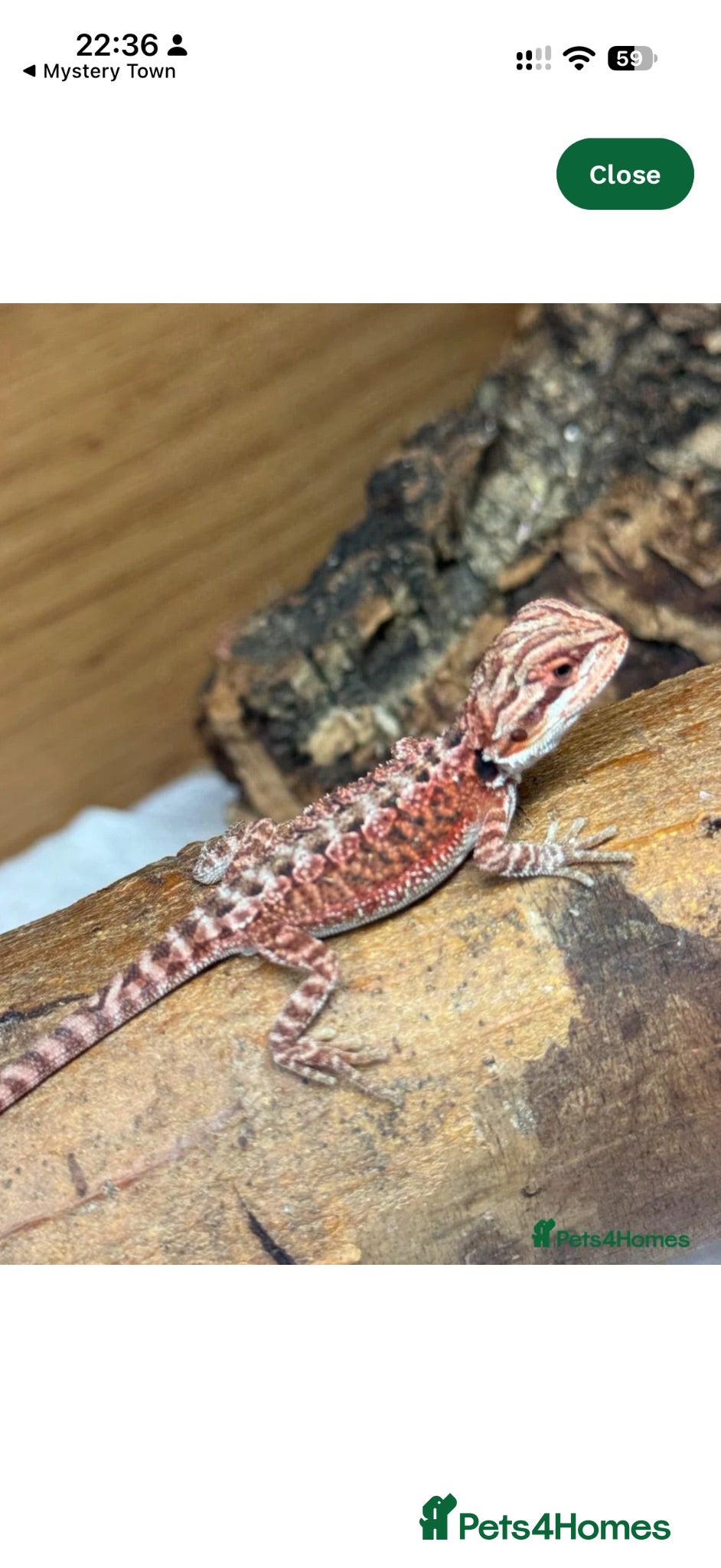 Bearded Dragon reptiles 💥💥💥Baby Dragons - back by popular demand 💥💥💥 - Advert 1