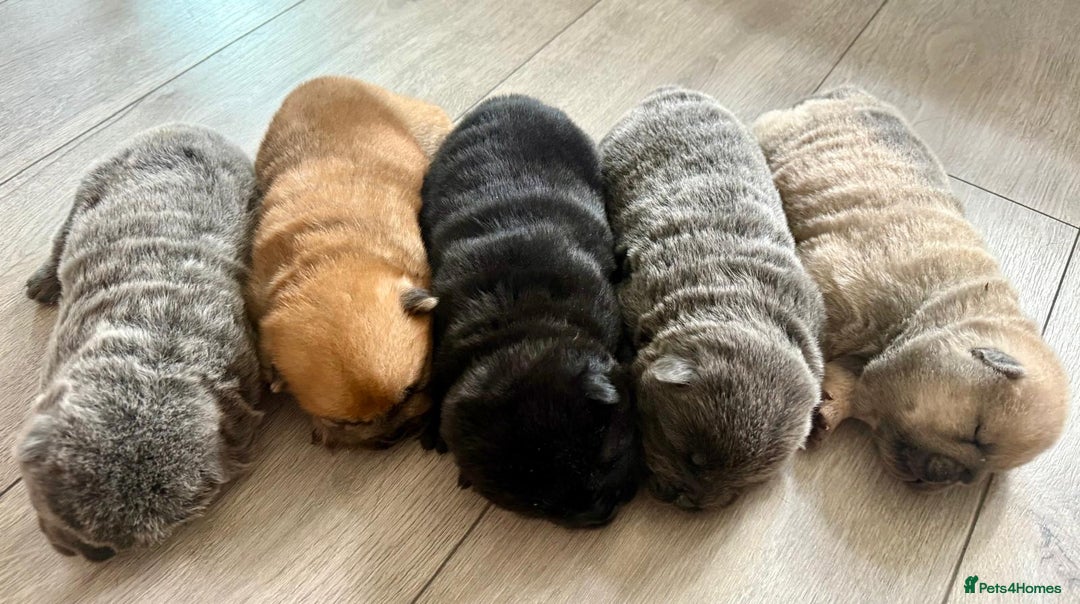 Chow Chow dogs for sale: Quality chow chow pups - Image 2