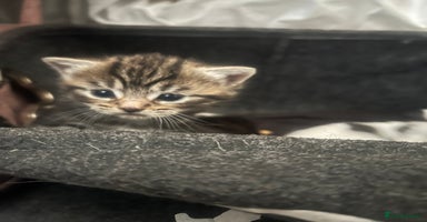 Mixed Breed cats 1 beautiful kittens left  - Advert 9