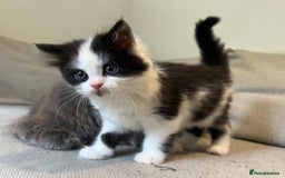 Mixed Breed cats for sale: Gorgeous half Persian fluffy Kittens  - Image 4