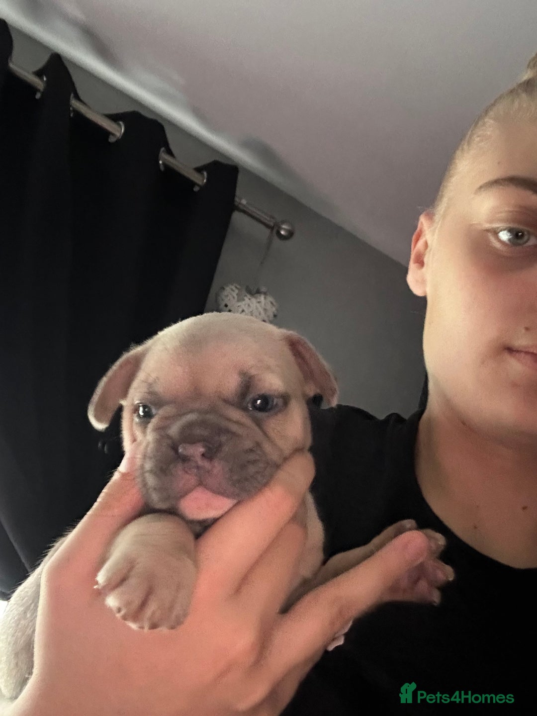 Mixed Breed dogs for sale: 5 week old Frenchie pups for sale - Image 9