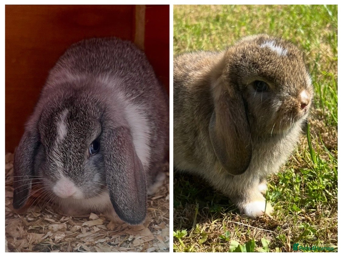 Mini Lop rabbits Beautiful Mini Lops - Advert 12