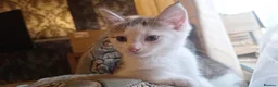 British Shorthair cats for sale: Kittens  in Nuneaton - Advert 3