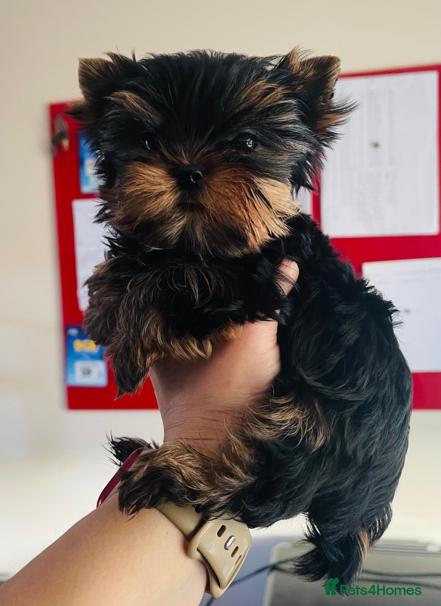 Yorkshire Terrier dogs PRICKED EARS MINIATURE YORKSHIRE TERRIERS KC DNA - Advert 8