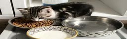 Mixed Breed cats for sale: Three chilled out goofballs - Advert 11