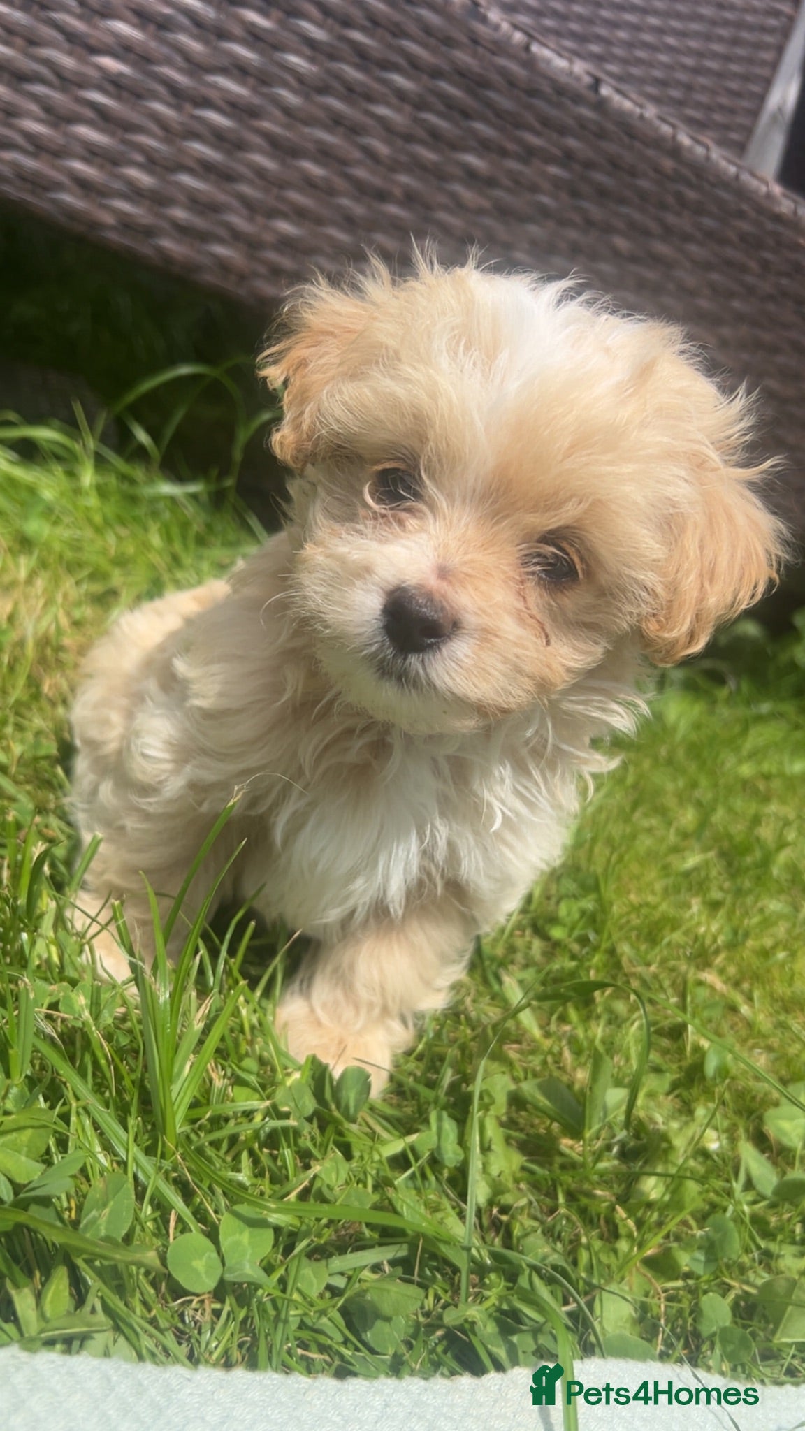 Maltipoo dogs 🌟 **Adorable Maltipoo Puppies!** 🌟  - Advert 1