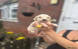 Cockapoo dogs for sale: Stunning f1b cockapoo puppies!!  - Image 15