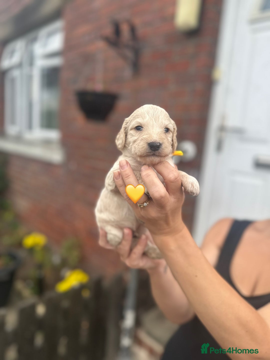 Cockapoo dogs for sale: Stunning f1b cockapoo puppies!!  - Image 15