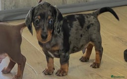 Miniature Dachshund dogs for sale: Last boy KC REG PRA CLEAR - Image 10