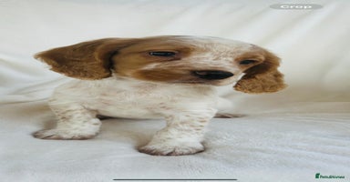 Cocker Spaniel dogs - Advert 10