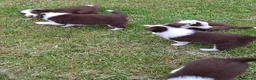 Border Collie dogs for sale: Red and white border collie puppies  in Rugeley - Advert 11