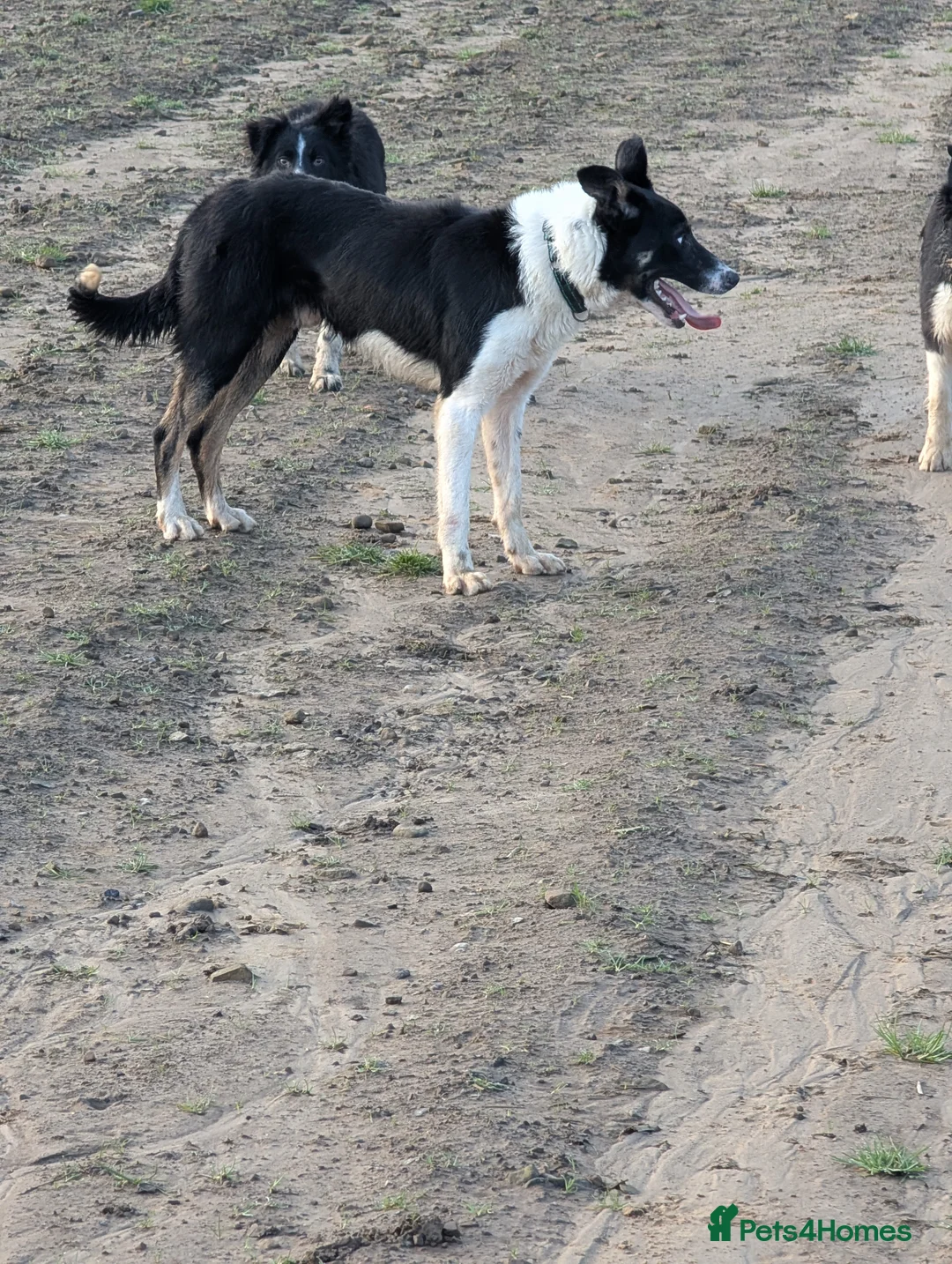Border Collie dogs for sale: Jock Tri coloured isds registered collie  - Advert 7