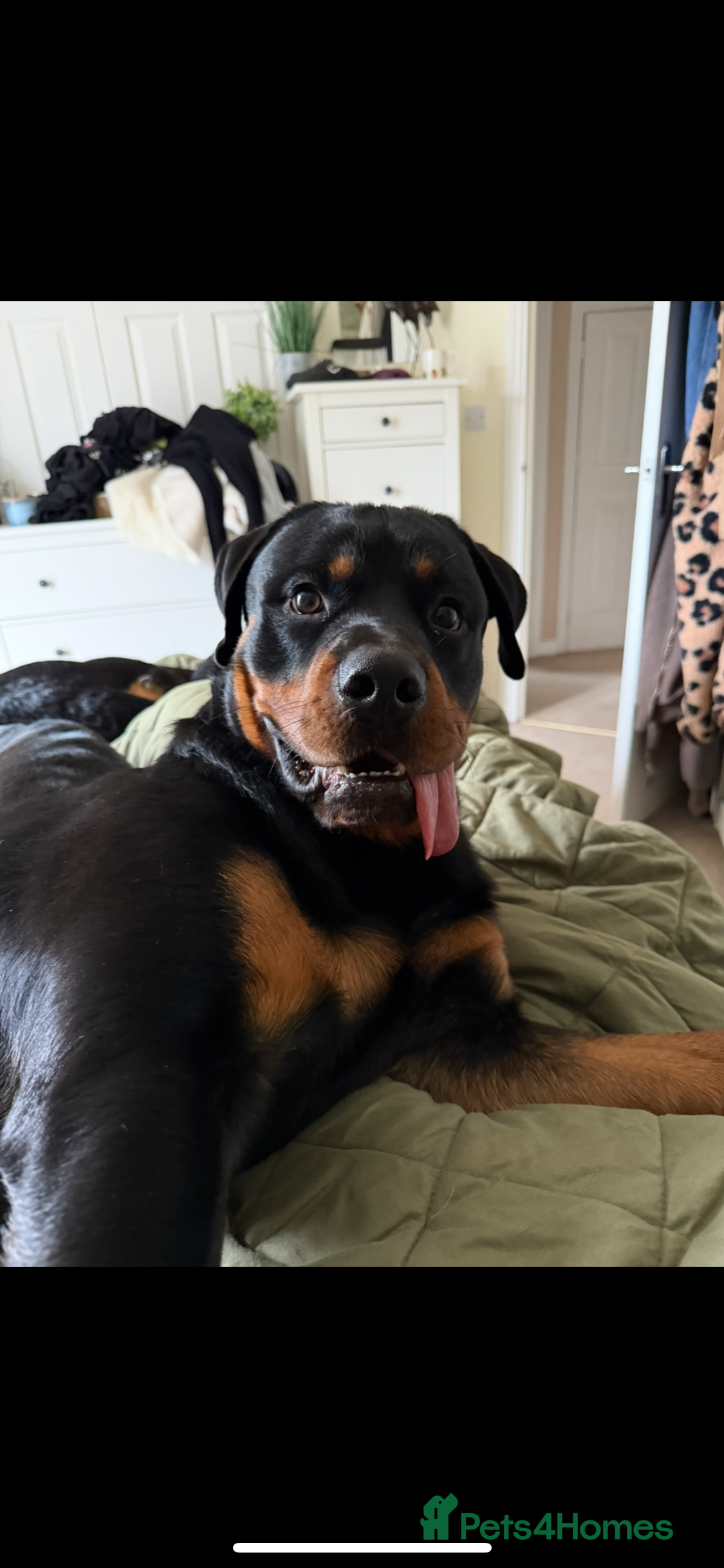 Rottweiler dogs Rottweiler male 11 months  in Lee-on-the-Solent - Advert 12